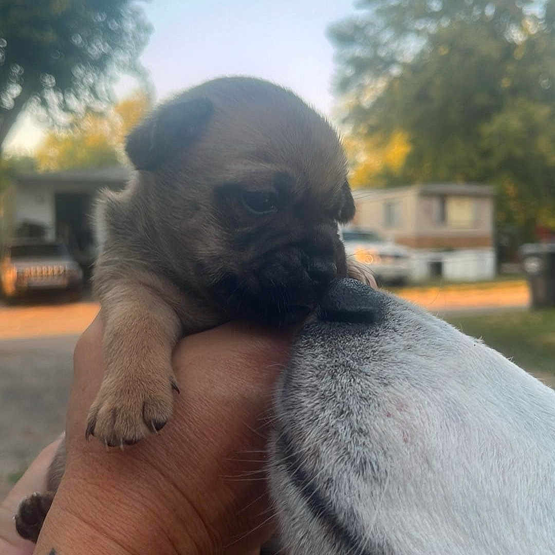 Kush joined the competition — help win amazing prizes! animal, architecture, bodypart, building, canine, dog, face, finger, head, outdoors, person, pet, photography, plant, portrait, puppy, shelter, skin, tattoo, tree