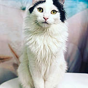 Smidge is registered to the contest to win money with this photo: cat, fluffy, white_fur, black_patches, green_eyes, sitting, portrait, indoor, pet, animal, feline, cute, soft, closeup, whiskers, ears, fur, calm, domestic_cat, looking