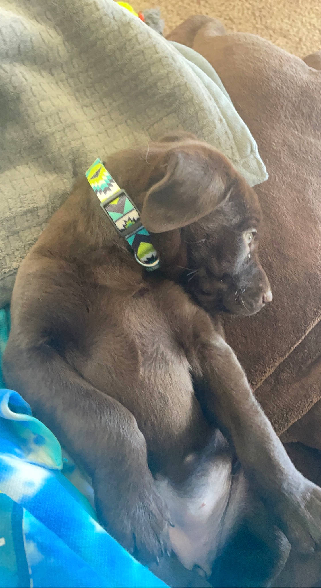 Whiskey is registered to the contest to win money with this photo: canidae, carnivore, comfort, companion_dog, dog, dog_breed, fawn, felidae, fur, liver, mammal, nap, paw, snout, sporting_group, terrestrial_animal, vertebrate, whiskers, wildlife, working_animal