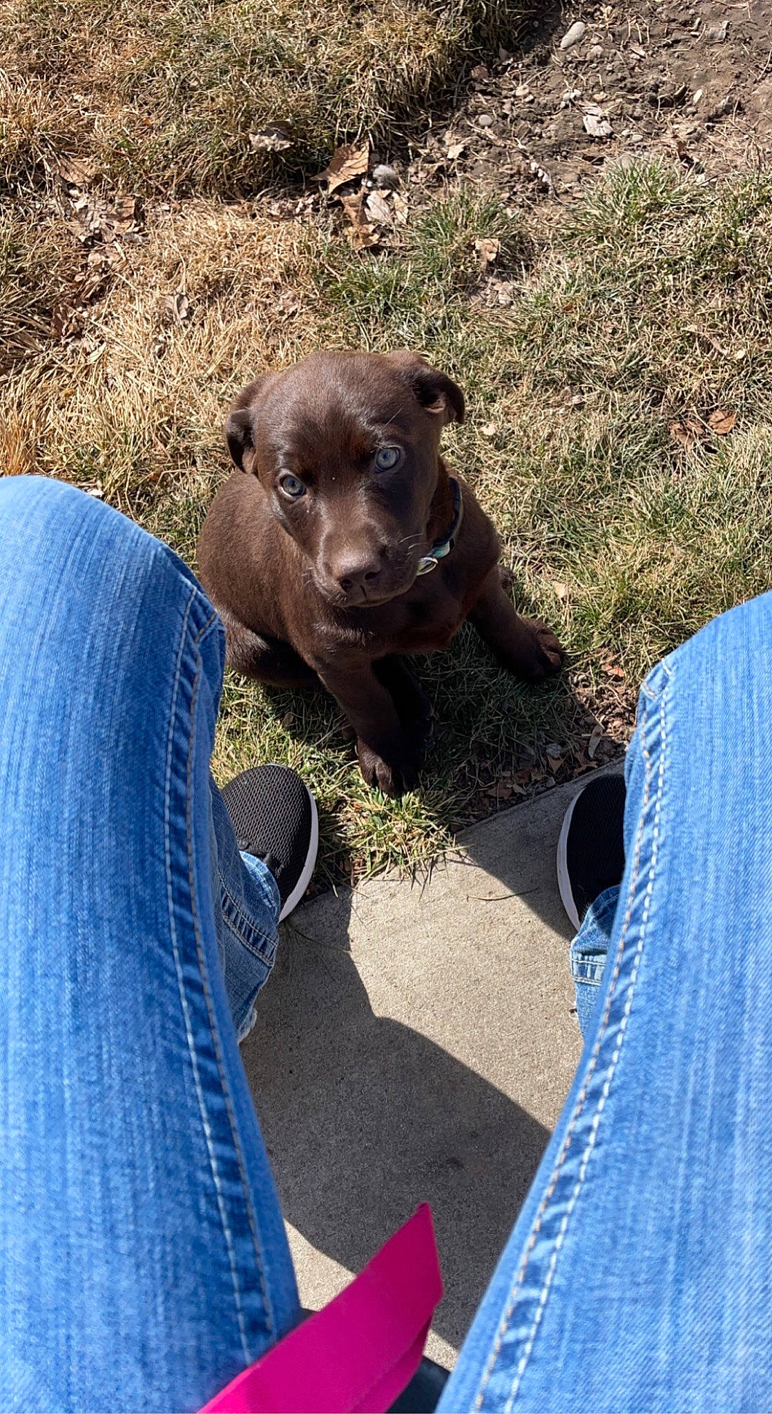 Whiskey joined the competition — help win amazing prizes! blue, carnivore, comfort, companion_dog, denim, dog, dog_breed, electric_blue, fawn, grass, hat, liver, plant, sitting, snout, soil, sporting_group, terrestrial_animal, whiskers, working_animal