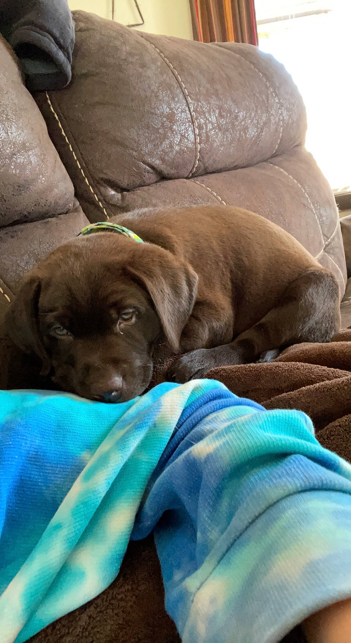 Whiskey is registered to the contest to win money with this photo: canidae, carnivore, comfort, companion_dog, dog, dog_breed, dog_collar, dog_supply, fawn, gun_dog, liver, nap, non_sporting_group, puppy, sporting_group, terrestrial_animal, vertebrate, whiskers, working_animal, wrinkle