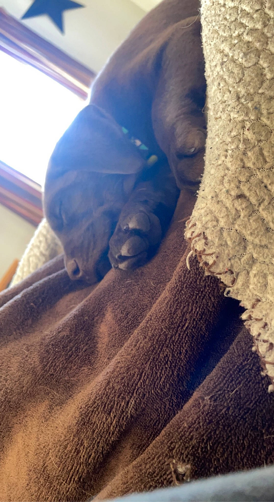 Whiskey joined the competition — help win amazing prizes! carnivore, comfort, companion_dog, dog, dog_breed, fawn, felidae, flooring, fur, human_body, human_leg, leg, linens, long_hair, snout, soil, tail, textile, tints_and_shades, wood