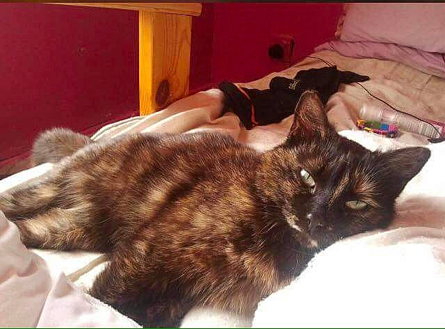 Fluffy is registered to the contest to win money with this photo: bed, black_cat, canidae, carnivore, cat, claw, comfort, domestic_short_haired_cat, ear, fawn, felidae, fur, linens, nap, paw, sleep, small_to_medium_sized_cats, snout, tail, whiskers