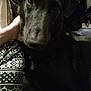 dog, black_dog, pet, close_up, indoor, shadow, person, hand, patterned_clothing, leggings, cozy, animal, companion, soft_light, face, fur, portrait, domestic_animal, friendship, comfort