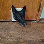 Phoebe is registered to the contest to win money with this photo: dog, black_dog, pet_door, wooden_door, floor, indoor, curious, animal, tongue_out, head, home, door_hinge, scratched_floor, wood_texture, pet, canine, domestic, door_frame, brown, close_up