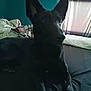 Phoebe joined the competition — help win amazing prizes! dog, bed, indoor, black_dog, curtains, window, blanket, furniture, resting, animal, pet, ears, dark, shadow, room, fabric, sleeping_area, cozy, relaxing, domestic