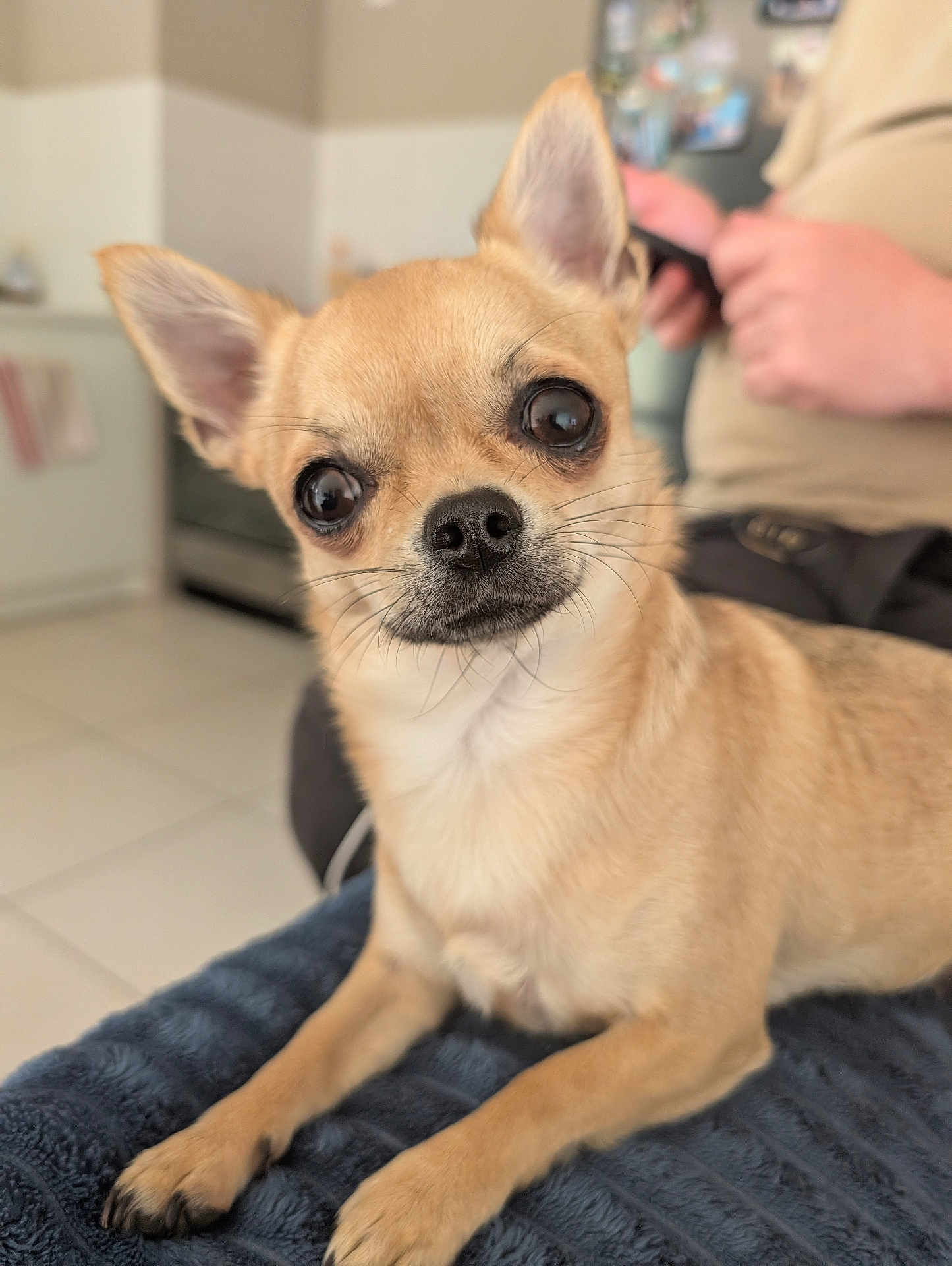 Guizmo participe au concours pour gagner de l'argent avec cette photo : chihuahua, dog, pet, close_up, portrait, indoor, sitting, blanket, fur, paws, big_eyes, nose, whiskers, ears, human_hand, phone, kitchen, refrigerator, stove, tile_floor
