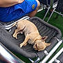 dog, chihuahua, sleeping, chair, woven_chair, metal_frame, blue_shorts, person, legs, boat, water, outdoor, green_carpet, pet, ear, snout, relaxing, vacation, seat, paw