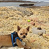 Guizmo a rejoint le concours — aidez-le/la à gagner de superbes lots ! animal, blanket, chihuahua, cloudy_sky, coast, daytime, dog, harness, nature, ocean, outdoor, pet, relaxing, rocky_beach, sand, side_eye, small_dog, sunny, water, waves