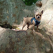 Guizmo a rejoint le concours — aidez-le/la à gagner de superbes lots ! animal, bark, canine, chihuahua, cute, daylight, dog, forest, green_leaves, harness, leafy, nature, outdoor, pet, small_dog, standing, sunlight, tree, tree_root, tree_trunk