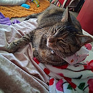 Sephora joined the competition — help win amazing prizes! animal, bed, bell_collar, blanket, cat, close_up, colorful, cozy, cushion, feline, home, indoors, pet, portrait, relaxed, sleeping, striped_fur, tabby_cat, toys, whiskers