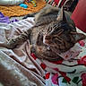 animal, bed, bell_collar, blanket, cat, close_up, colorful, cozy, cushion, feline, home, indoors, pet, portrait, relaxed, sleeping, striped_fur, tabby_cat, toys, whiskers