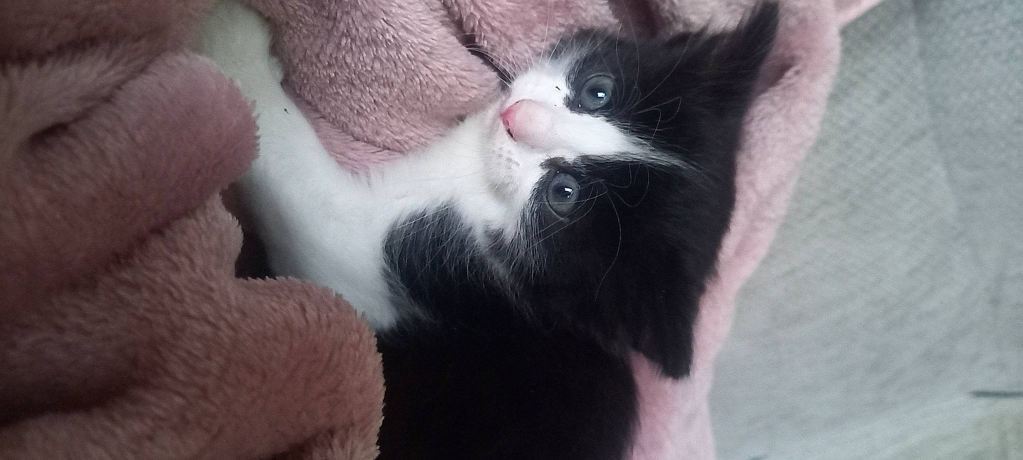 Ruby is registered to the contest to win money with this photo: carnivore, cat, claw, comfort, domestic_short_haired_cat, ear, eyelash, felidae, fur, paw, small_to_medium_sized_cats, snout, tail, tree, whiskers