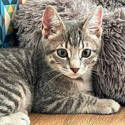 Timon participe au concours pour gagner de l'argent avec cette photo : kitten, cat, gray_tabby, fur, whiskers, ears, floor, cushion, furniture, indoor, pet, animal, closeup, portrait, cute, young, relaxed, wooden_floor, patterned_wall, curious