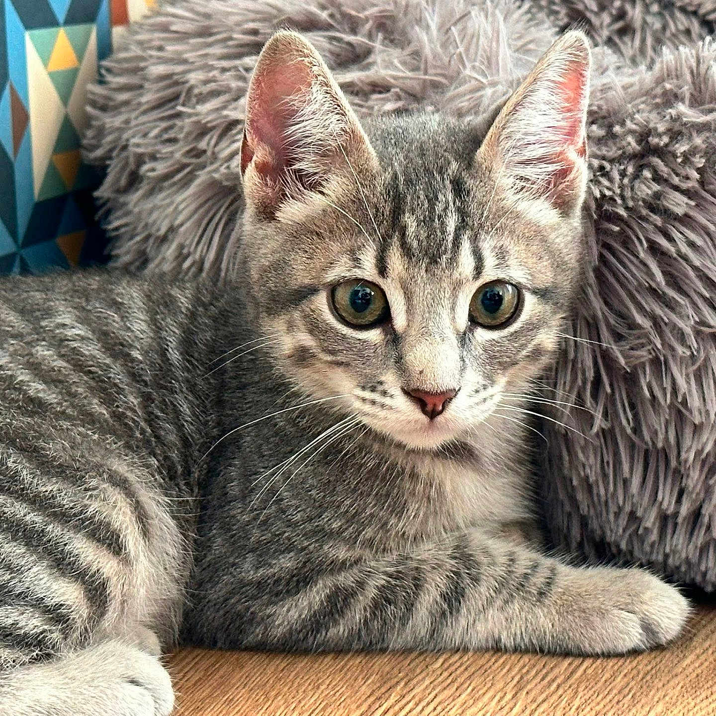 Timon participe au concours pour gagner de l'argent avec cette photo : kitten, cat, gray_tabby, fur, whiskers, ears, floor, cushion, furniture, indoor, pet, animal, closeup, portrait, cute, young, relaxed, wooden_floor, patterned_wall, curious