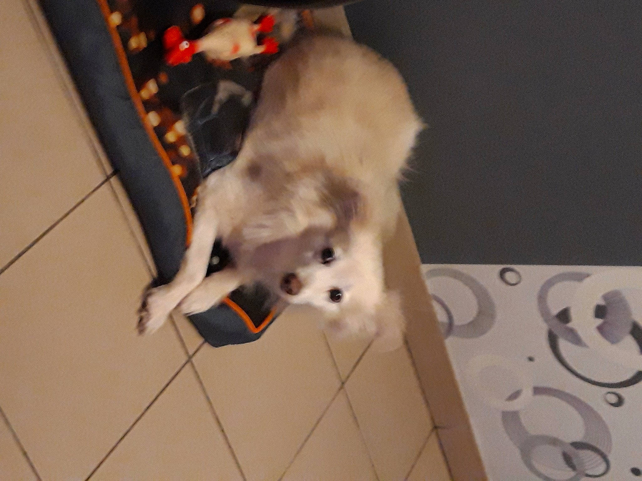 Calina participe au concours pour gagner de l'argent avec cette photo : american_eskimo_dog, canidae, carnivore, dog, dog_breed, fawn, japanese_spitz, mammal, paw, samoyed, sporting_group, tail