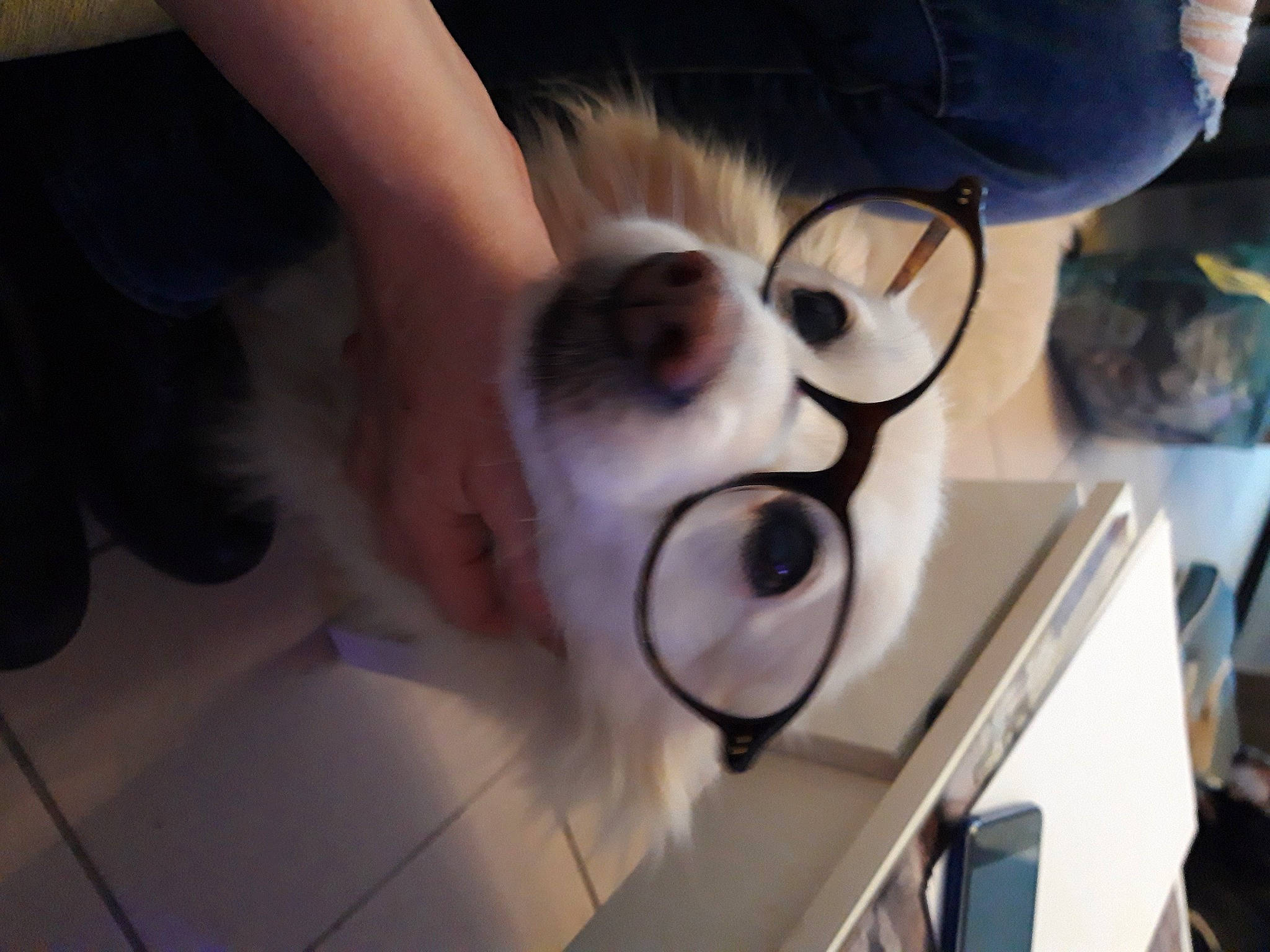 Calina participe au concours pour gagner de l'argent avec cette photo : canidae, carnivore, companion_dog, ear, eye, eyewear, glasses, head, nose, organ, snout, vision_care