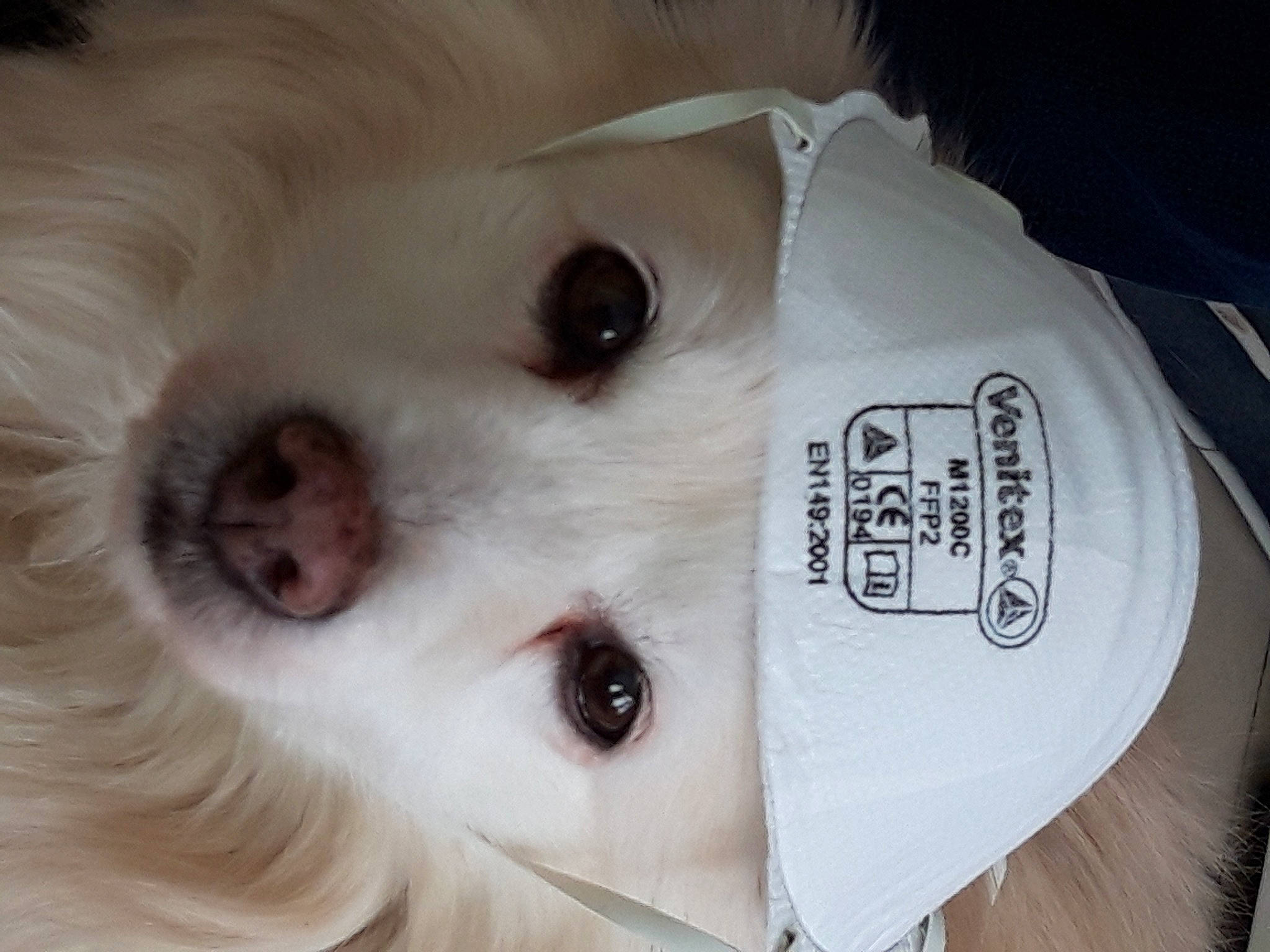 Calina a rejoint le concours — aidez-le/la à gagner de superbes lots ! american_eskimo_dog, canidae, carnivore, companion_dog, dog, dog_breed, ear, eye, eyebrow, face, head, japanese_spitz, non_sporting_group, nose, puppy, puppy_love, snout