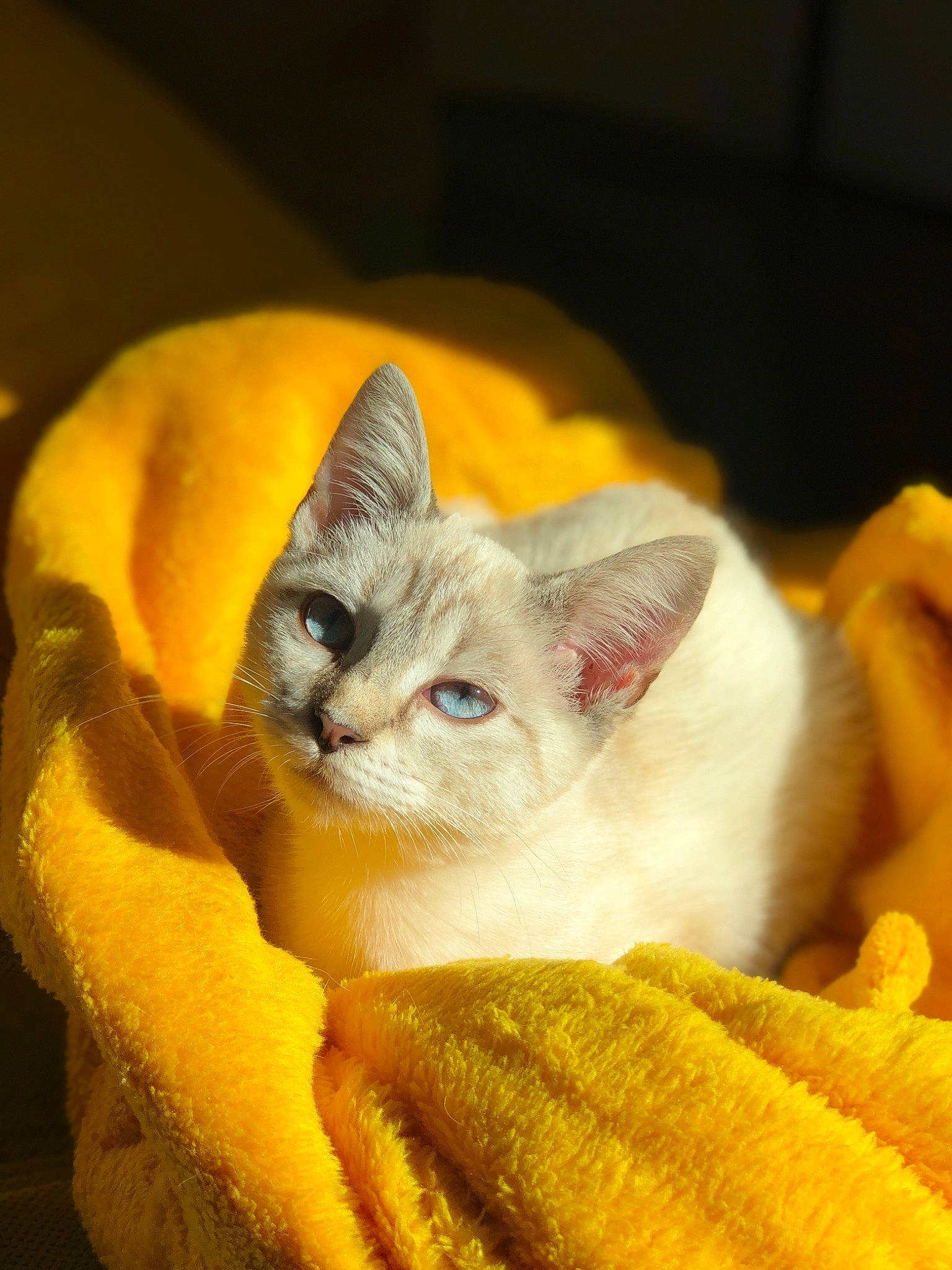 Isis a rejoint le concours — aidez-le/la à gagner de superbes lots ! asian, burmese, burmilla, carnivore, cat, colorpoint_shorthair, eye, fawn, felidae, javanese, kitten, mammal, ragdoll, small_to_medium_sized_cats, snout, thai, tonkinese, vertebrate, whiskers, yellow