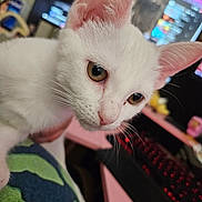 Snowball is registered to the contest to win money with this photo: animal_face, blurred_background, close_up, computer, curious, cute, domestic_cat, ears, feline, house_pet, indoor, keyboard, kitten, monitor, pet, soft_fur, technology, whiskers, white_cat, young_animal
