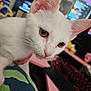 animal_face, blurred_background, close_up, computer, curious, cute, domestic_cat, ears, feline, house_pet, indoor, keyboard, kitten, monitor, pet, soft_fur, technology, whiskers, white_cat, young_animal