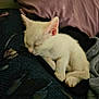 Snowball is registered to the contest to win money with this photo: animal, animal_portrait, closeup, comfort, cozy, cute, domestic_cat, fur, home, indoor, kitten, lap, peaceful, pet, relaxation, resting, sleeping, small, soft_fabric, white_cat