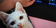 Snowball is registered to the contest to win money with this photo: animal, closeup, computer, cozy, curious, cute, domestic_cat, furry_blanket, hand, indoors, keyboard, kitten, looking_up, pet, pink_background, resting, soft_texture, technology, white_cat, young