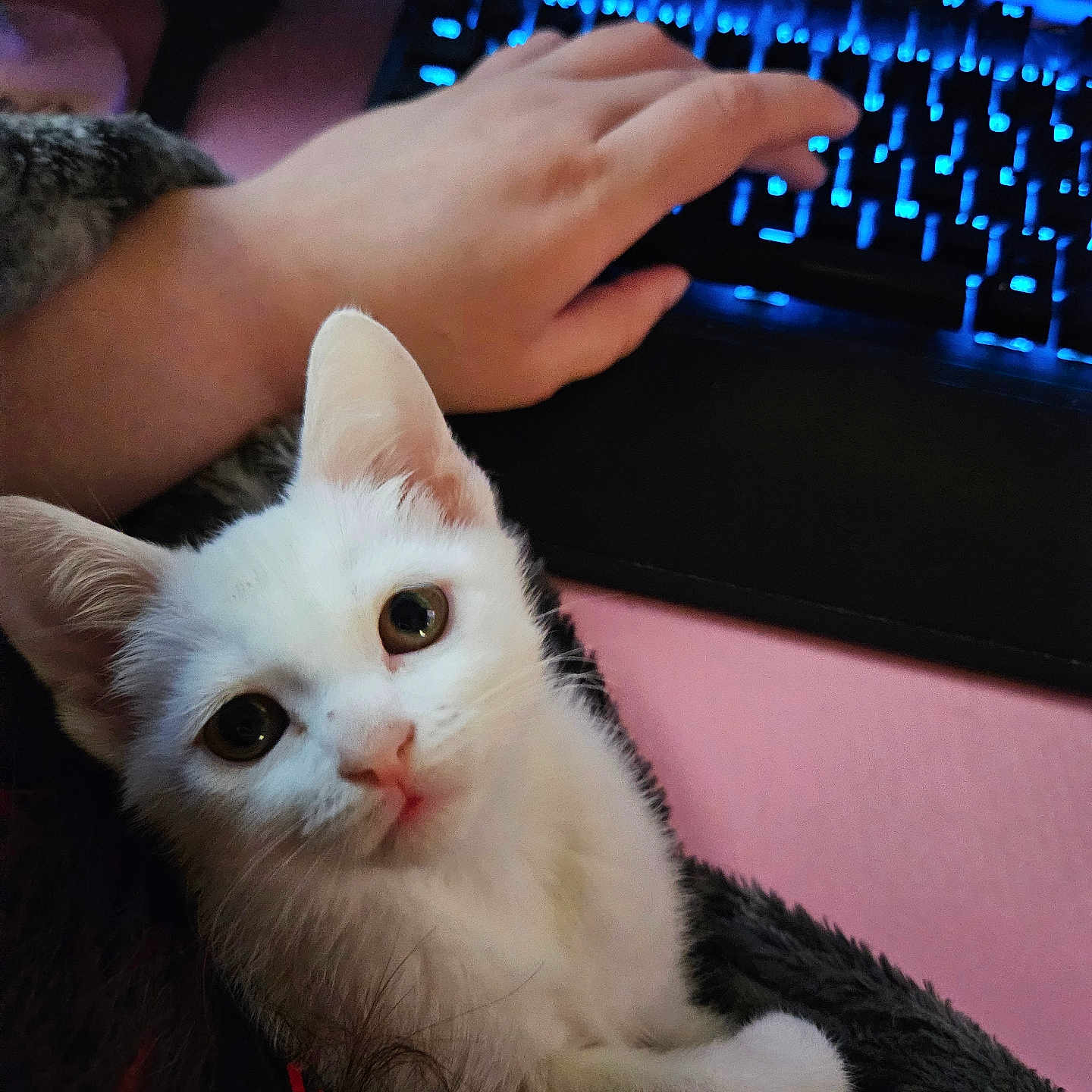 Snowball is registered to the contest to win money with this photo: animal, closeup, computer, cozy, curious, cute, domestic_cat, furry_blanket, hand, indoors, keyboard, kitten, looking_up, pet, pink_background, resting, soft_texture, technology, white_cat, young