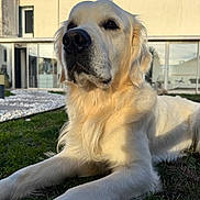 Thor a rejoint le concours — aidez-le/la à gagner de superbes lots ! animal, backyard, canine, companion, daylight, dog, domestic_animal, friendly, fur, golden_retriever, grass, house, laying_down, mammal, nature, outdoor, pet, portrait, relaxation, sunlight