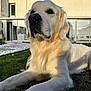 animal, backyard, canine, companion, daylight, dog, domestic_animal, friendly, fur, golden_retriever, grass, house, laying_down, mammal, nature, outdoor, pet, portrait, relaxation, sunlight