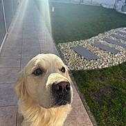 Thor a rejoint le concours — aidez-le/la à gagner de superbes lots ! dog, golden_retriever, pet, canine, outdoor, garden, grass, pathway, tiles, sunlight, lens_flare, furry, mammal, animal, cute, portrait, looking_up, daylight, backyard, nature