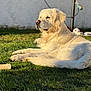 dog, golden_retriever, outdoor, grass, sunlight, pet, animal, lying_down, fur, canine, nature, relaxation, daylight, mammal, companion, friendly, serene, portrait, domestic_animal, summer