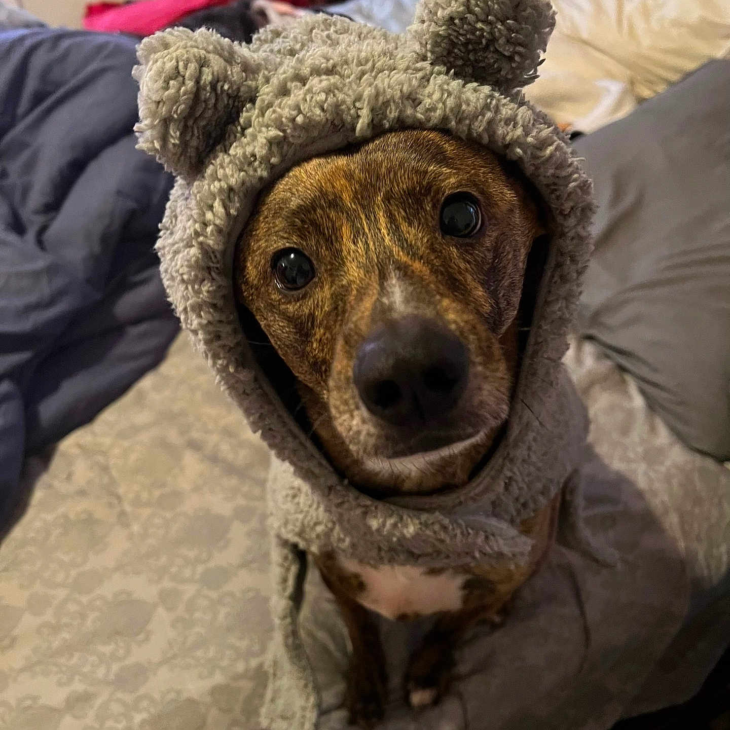 Bo Bo is registered to the contest to win money with this photo: accessories, animal, blanket, boy, canine, child, clothing, couch, cup, cushion, dog, furniture, hat, homedecor, hound, indoors, male, person, pet, puppy