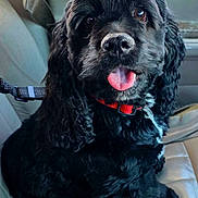 Binx joined the competition — help win amazing prizes! dog, black_dog, curly_fur, pet, animal, car_seat, collar, tongue_out, cute, fluffy, indoor, leash, canine, seatbelt, adorable, happy, closeup, portrait, domestic_animal, sitting