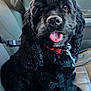 dog, black_dog, curly_fur, pet, animal, car_seat, collar, tongue_out, cute, fluffy, indoor, leash, canine, seatbelt, adorable, happy, closeup, portrait, domestic_animal, sitting