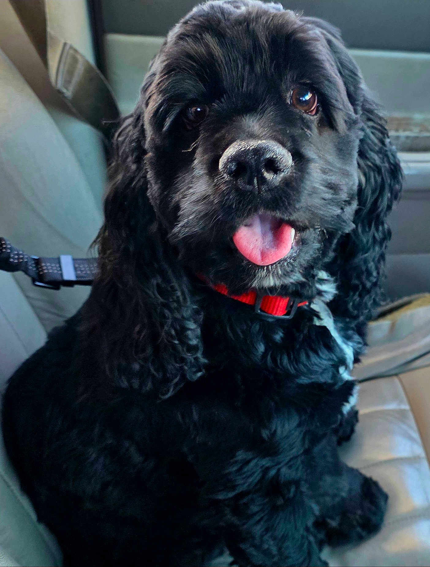 Binx joined the competition — help win amazing prizes! dog, black_dog, curly_fur, pet, animal, car_seat, collar, tongue_out, cute, fluffy, indoor, leash, canine, seatbelt, adorable, happy, closeup, portrait, domestic_animal, sitting