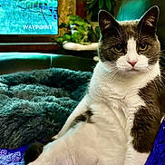 Yogibear is registered to the contest to win money with this photo: cat, gray_and_white, lounging, purple_blanket, plush_bed, indoor, houseplant, sofa, window, relaxed, pet, feline, whiskers, ears, fur, domestic_animal, cozy, home, curious, portrait