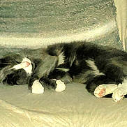 Léo a rejoint le concours — aidez-le/la à gagner de superbes lots ! cat, sleeping, chair, blanket, indoor, pet, feline, cozy, fur, paws, relaxing, home, rest, cute, domestic_animal, animal, quiet, comfort, whiskers, napping