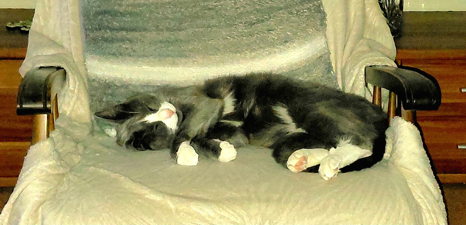 Léo a rejoint le concours — aidez-le/la à gagner de superbes lots ! cat, sleeping, chair, blanket, indoor, pet, feline, cozy, fur, paws, relaxing, home, rest, cute, domestic_animal, animal, quiet, comfort, whiskers, napping