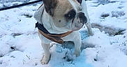 Boby a rejoint le concours — aidez-le/la à gagner de superbes lots ! boston_terrier, bulldog, canidae, carnivore, companion_dog, dog, dog_breed, fawn, french_bulldog, mammal, non_sporting_group, old_english_bulldog, olde_english_bulldogge, puppy_love, rare_breed_dog, sky, snout, snow, toy_bulldog, winter