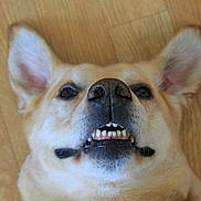 Junior participe au concours pour gagner de l'argent avec cette photo :