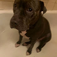 Xena Da Princess is registered to the contest to win money with this photo: animal, bathing, bathtub, boxer, bulldog, canine, dog, frenchbulldog, greatdane, hound, labradorretriever, person, pet, pig, pitbull, pointer, puppy, snout, terrier, tub