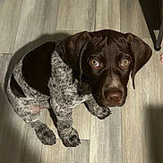 Boozy joined the competition — help win amazing prizes! puppy, dog, floor, wooden_floor, pet, animal, brown, white, spots, sitting, looking_up, cute, indoor, young, fur, ears, paw, shadow, expression, domestic_animal