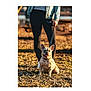 animal, autumn, black_leggings, canine, casual_clothing, daylight, denim_jacket, dog, french_bulldog, happy, leaf_litter, leash, legs, nature, outdoor, park, person, pet, sitting, sunlight