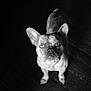 alert, animal, black_and_white, canine, companion, cute, dog, domestic_animal, ears, expression, floor, french_bulldog, indoor, looking_up, monochrome, pet, portrait, shadow, texture, wooden_floor
