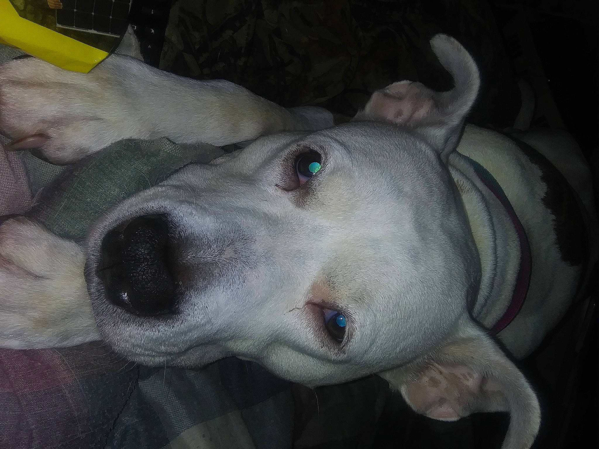 Amara Mae is registered to the contest to win money with this photo: american_bulldog, american_pit_bull_terrier, american_staffordshire_terrier, bull_and_terrier, bully_kutta, canidae, carnivore, cordoba_fighting_dog, dog, dog_breed, dogo_argentino, dogo_guatemalteco, english_white_terrier, mammal, non_sporting_group, nose, pit_bull, snout, vertebrate