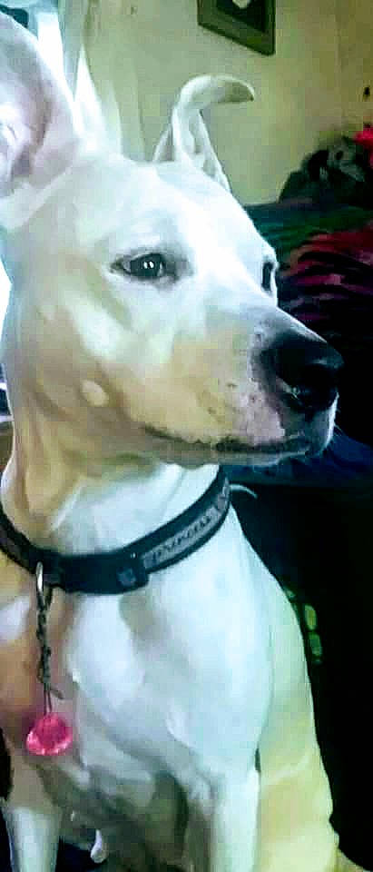 Amara Mae joined the competition — help win amazing prizes! american_pit_bull_terrier, bully_kutta, canidae, carnivore, dog, dog_breed, dog_collar, dogo_argentino, dogo_guatemalteco, guard_dog, gull_terr, mammal, non_sporting_group, pit_bull, rare_breed_dog, snout, sporting_group, vertebrate