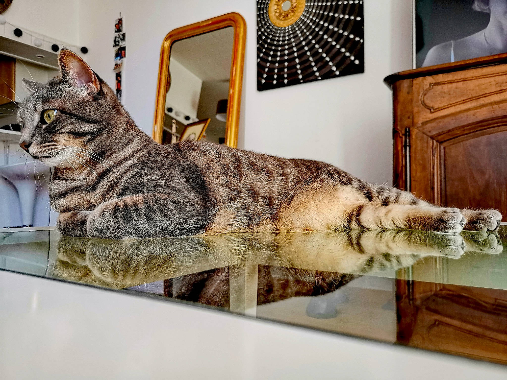 Coquillette participe au concours pour gagner de l'argent avec cette photo : cabinetry, carnivore, cat, claw, comfort, domestic_short_haired_cat, drawer, felidae, flooring, fur, military_camouflage, pattern, picture_frame, rectangle, room, small_to_medium_sized_cats, tail, terrestrial_animal, whiskers, wood