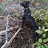 Liona participe au concours pour gagner de l'argent avec cette photo : alert, animal, black_dog, branches, bushes, canine, collar, dog, forest, grass, greenery, leaves, mammal, nature, outdoor, speckled, standing, twigs, wild, wilderness