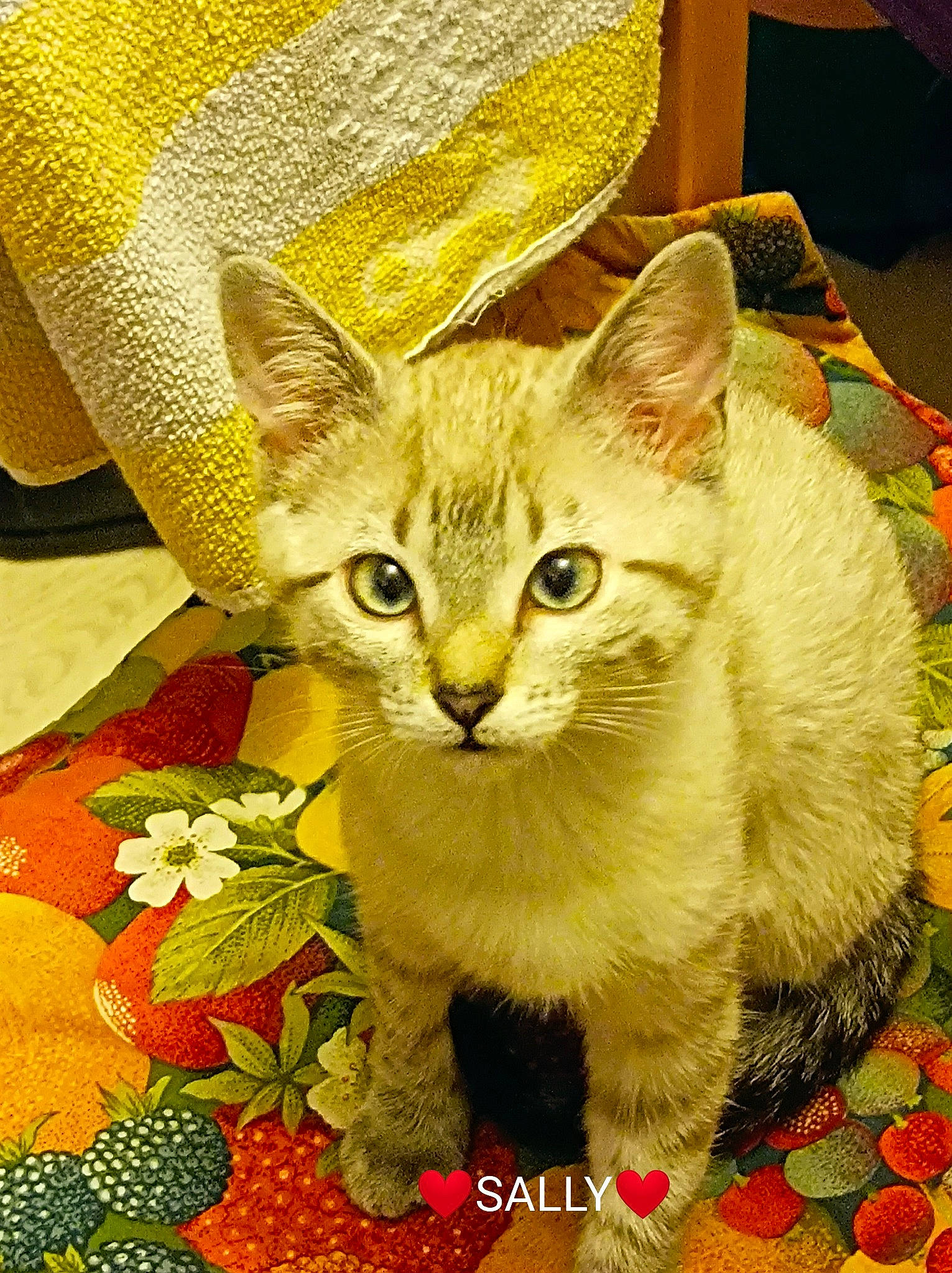 Sally participe au concours pour gagner de l'argent avec cette photo : basket, carnivore, cat, domestic_short_haired_cat, fashion_accessory, fawn, felidae, flower, fur, grass, pattern, petal, plant, small_to_medium_sized_cats, snout, tail, terrestrial_animal, whiskers, wildlife, yellow